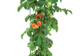 Květináč na rajčata TOMATO GROWER