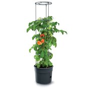 Květináč samozavlažovací na pěstování rajčat TOMATO GROWER antracit 39,2cm (výška 153cm)