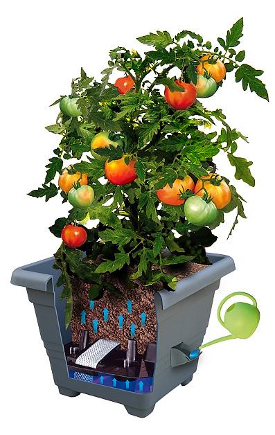 Samozavlazovaci Kvetinac Bergamot () Samozavlazovaci Kvetinac Bergamot