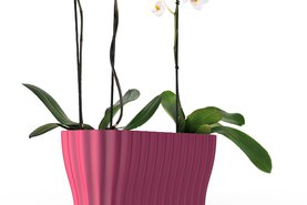 Truhlík na orchidej TRIOLA